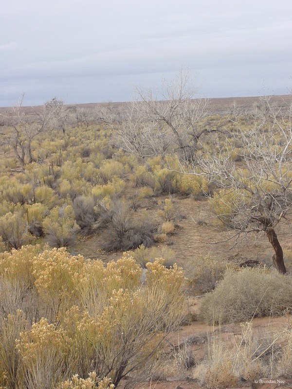 Petrified Forest National Park - Petrified Forest 1-05 415